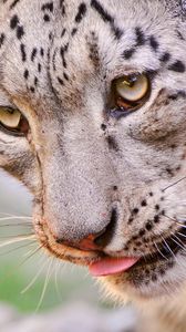 Preview wallpaper snow leopard, face, eyes, spotted, predator