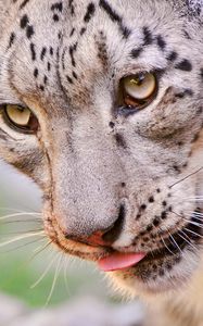 Preview wallpaper snow leopard, face, eyes, spotted, predator