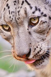 Preview wallpaper snow leopard, face, eyes, spotted, predator