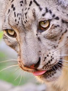 Preview wallpaper snow leopard, face, eyes, spotted, predator