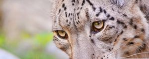 Preview wallpaper snow leopard, face, eyes, spotted, predator