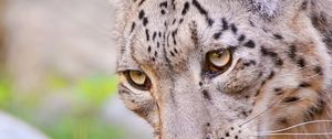 Preview wallpaper snow leopard, face, eyes, spotted, predator