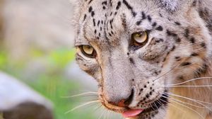 Preview wallpaper snow leopard, face, eyes, spotted, predator