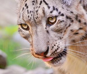 Preview wallpaper snow leopard, face, eyes, spotted, predator