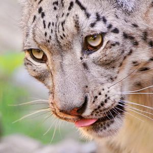 Preview wallpaper snow leopard, face, eyes, spotted, predator