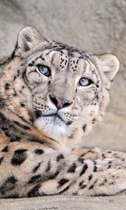Preview wallpaper snow leopard, face, handsome, kind, spotted