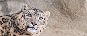 Preview wallpaper snow leopard, face, handsome, kind, spotted