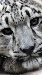 Preview wallpaper snow leopard, face, predator