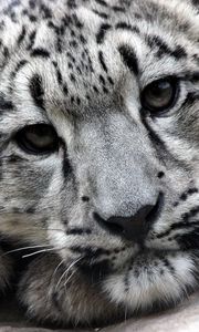 Preview wallpaper snow leopard, face, predator