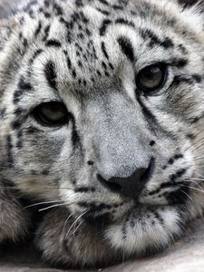 Preview wallpaper snow leopard, face, predator