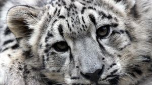 Preview wallpaper snow leopard, face, predator