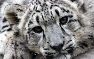 Preview wallpaper snow leopard, face, predator