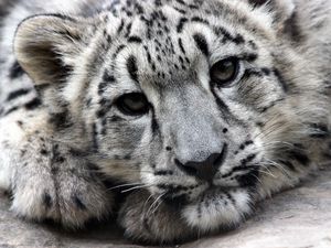 Preview wallpaper snow leopard, face, predator