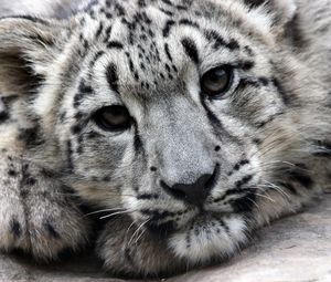 Preview wallpaper snow leopard, face, predator