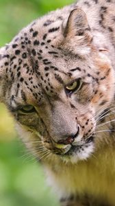 Preview wallpaper snow leopard, face, predator