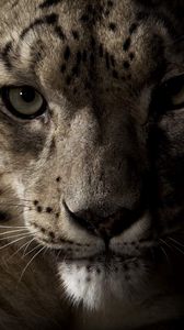 Preview wallpaper snow leopard, face, shadow, spotted