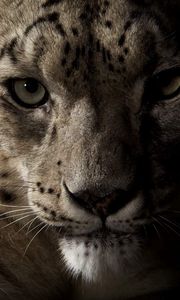 Preview wallpaper snow leopard, face, shadow, spotted