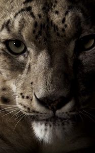 Preview wallpaper snow leopard, face, shadow, spotted