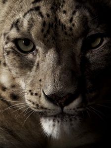 Preview wallpaper snow leopard, face, shadow, spotted