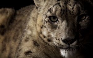 Preview wallpaper snow leopard, face, shadow, spotted