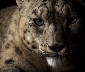 Preview wallpaper snow leopard, face, shadow, spotted