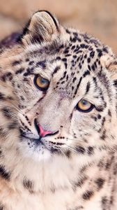 Preview wallpaper snow leopard, face, spotted, big cat, predator