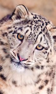 Preview wallpaper snow leopard, face, spotted, big cat, predator