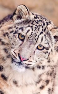 Preview wallpaper snow leopard, face, spotted, big cat, predator