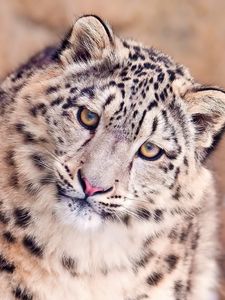 Preview wallpaper snow leopard, face, spotted, big cat, predator