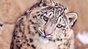 Preview wallpaper snow leopard, face, spotted, big cat, predator