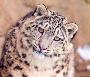 Preview wallpaper snow leopard, face, spotted, big cat, predator