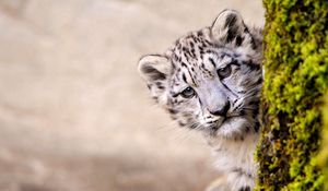 Preview wallpaper snow leopard, face, young, tree, look out