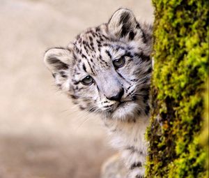 Preview wallpaper snow leopard, face, young, tree, look out