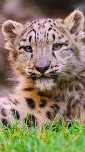 Preview wallpaper snow leopard, grass, lie, predator