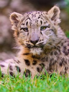 Preview wallpaper snow leopard, grass, lie, predator