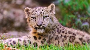 Preview wallpaper snow leopard, grass, lie, predator