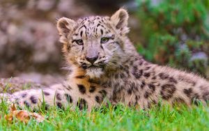 Preview wallpaper snow leopard, grass, lie, predator