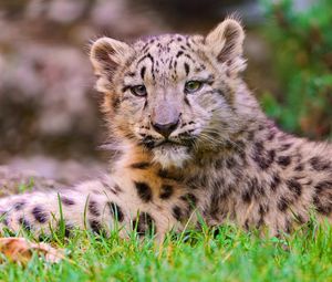 Preview wallpaper snow leopard, grass, lie, predator