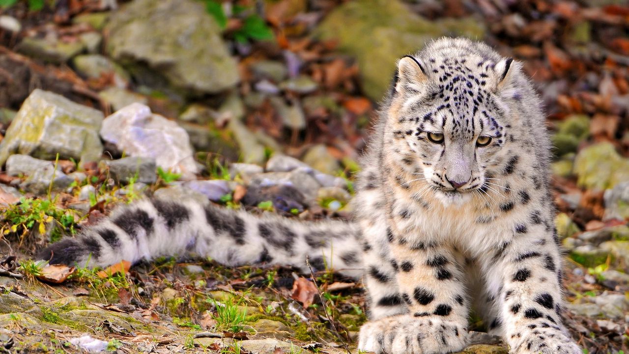 Wallpaper snow leopard, grass, sit, predator, big cat, autumn