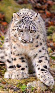 Preview wallpaper snow leopard, grass, sit, predator, big cat, autumn