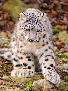 Preview wallpaper snow leopard, grass, sit, predator, big cat, autumn