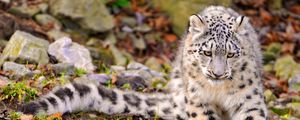 Preview wallpaper snow leopard, grass, sit, predator, big cat, autumn