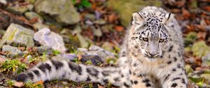 Preview wallpaper snow leopard, grass, sit, predator, big cat, autumn