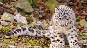Preview wallpaper snow leopard, grass, sit, predator, big cat, autumn