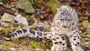 Preview wallpaper snow leopard, grass, sit, predator, big cat, autumn