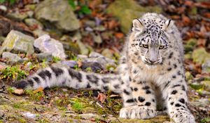 Preview wallpaper snow leopard, grass, sit, predator, big cat, autumn