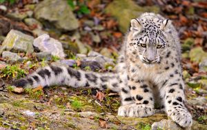 Preview wallpaper snow leopard, grass, sit, predator, big cat, autumn