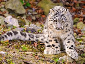 Preview wallpaper snow leopard, grass, sit, predator, big cat, autumn