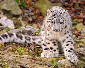 Preview wallpaper snow leopard, grass, sit, predator, big cat, autumn