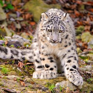 Preview wallpaper snow leopard, grass, sit, predator, big cat, autumn